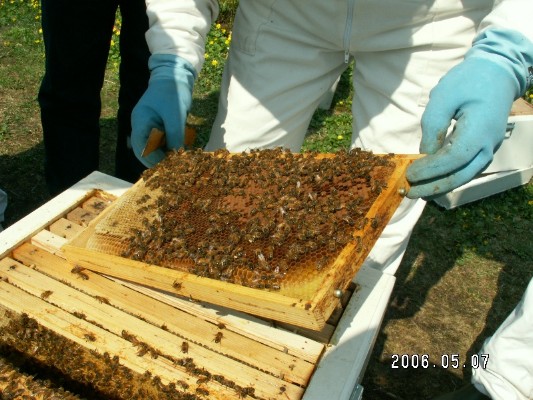 Bikurs 2006