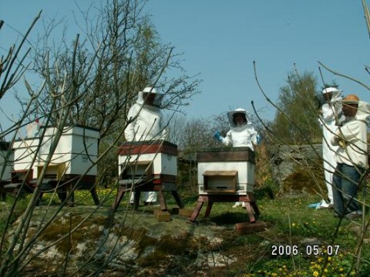 Bikurs 2006